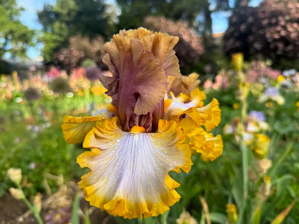 Iris 'Mood Ring'
